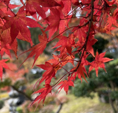 紅葉